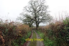 Photo 6x4 Coed deri ar heol fach / Oak trees on a minor road Ashfield/S c2021