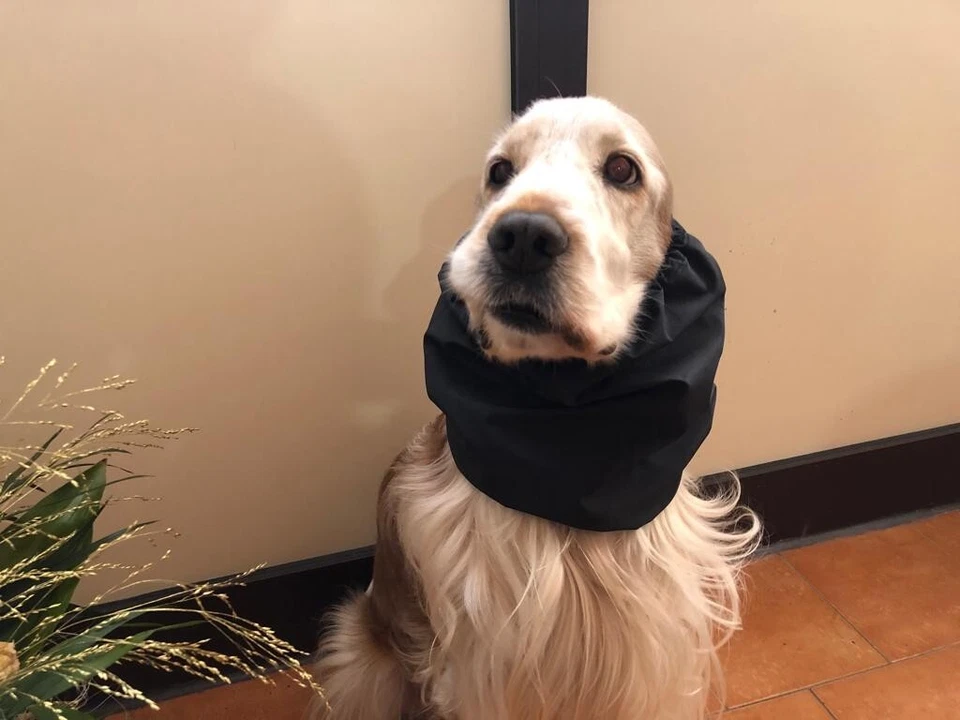 PARAORECCHIE COPRI ORECCHIE CUFFIETTE CUFFIA PER COCKER  CAVALIER IMPERMEABILE  - Immagine 2 di 3