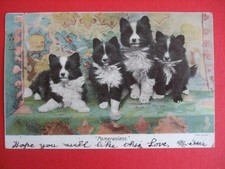 1903 DOG Postcard POMERANIAN DOGS PUPPIES POMERANIANS PACK OF 4