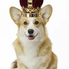 richcorgi
