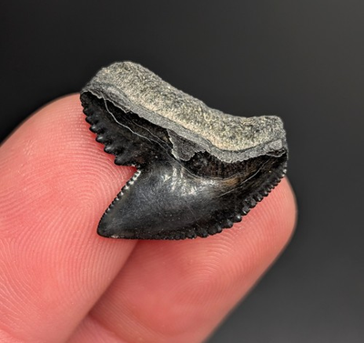 #ad #ad Jet Black Tiger Shark Tooth North Carolina Quality $19.80