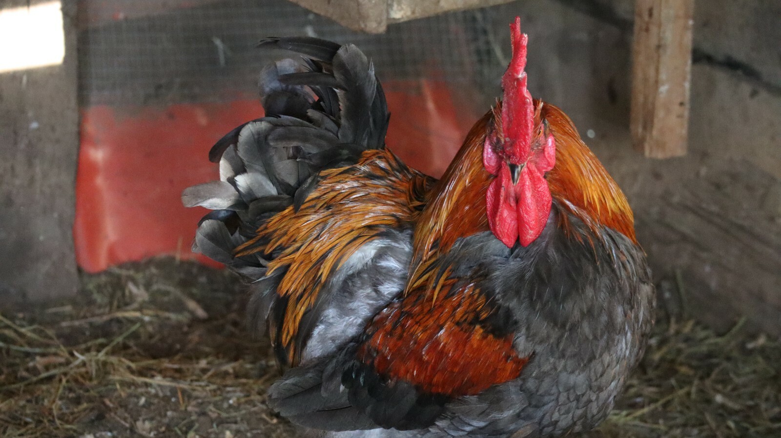 Blue Splash Marans Day Old Chicks Blue Splash Marans Day Old Chicks