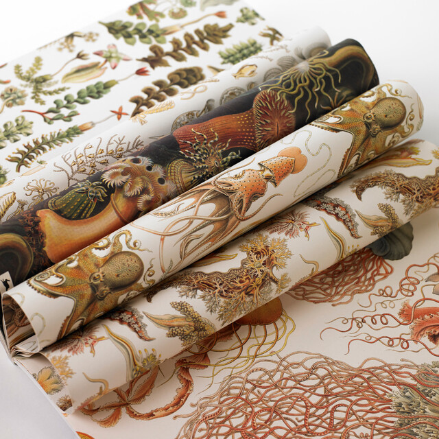 Thumbnail - Art Forms In Nature Pepin Van Roojen