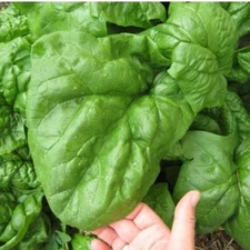 100 GIANT NOBEL SPINACH SEEDS ~ heirloomseedguy ~ 2026 ~ NON-GMO