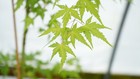 Acer palmatum 'Marmalade' Japanese Maple 3 gallon — photo 3