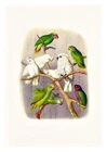 Reichenow Parrots 23 A4 High Quality Art Print