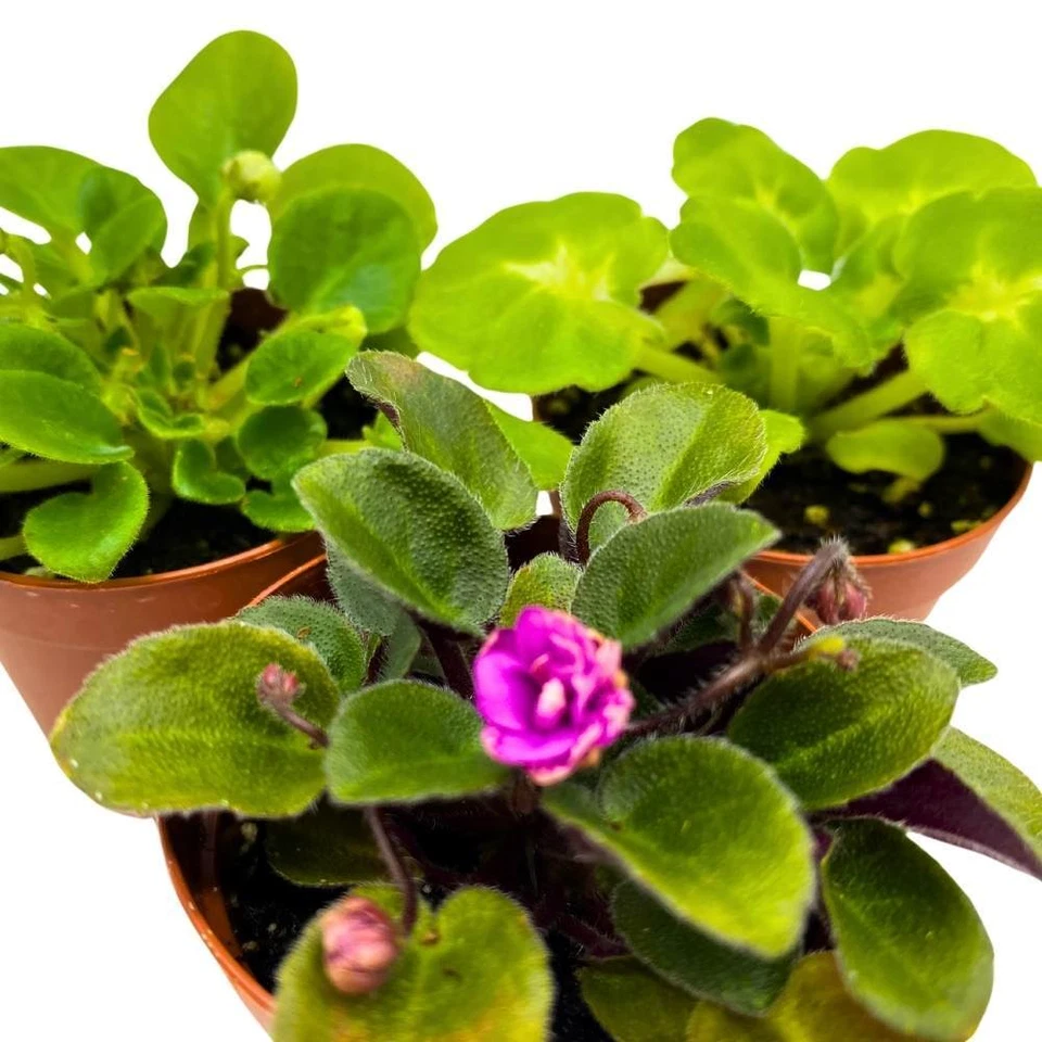 Harmony's African Violet Surtido, Juego de 3 2 pulgadas, Raro Mini Viol Saintpaulia Foto 2 de 4