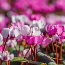 Easy to Grow Cyclamen Flutter Mix 3 Plant Bulbs, Shade Fall Winter Zones 5-9