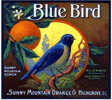 Highgrove Blue Bird Bluebird Orange Citrus Fruit Crate Label Art Print