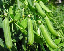20+Super Sugar Snap Pea Seeds Green Sweet pea Garden Pea Heirloom Fresh USA