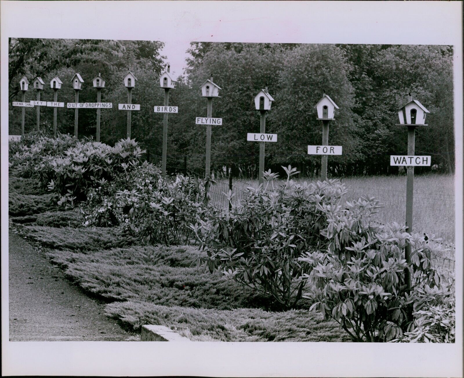 LG845 1981 Original Photo ANY CONDOR MINIMUMS Row of Birdhouses Garden Signs