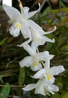 Dendrobium crumenatum, Fragrant, Large Plant, Orchid Species