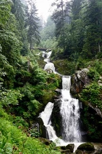 614800 The Black Forest In Germany Nature Wall Print Poster