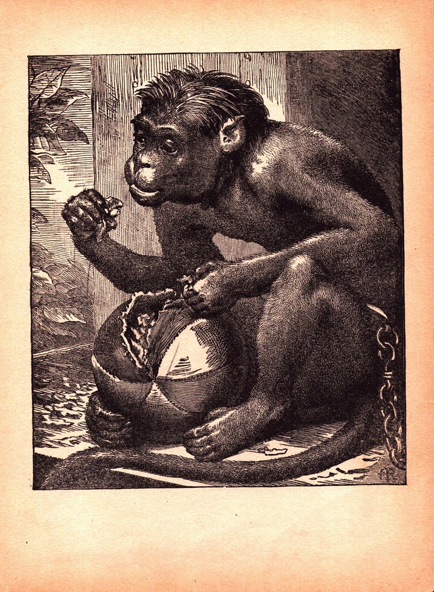 MONKEY IN CHAINS Antique original engraving 1892 | eBay
