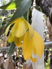 Euchile citrina Orchid SPECIES 8 Bulb Specimen Wood Mount Prosthechea Encyclia