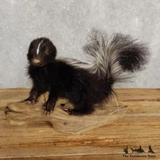 #20240 E+ | Adolescent Striped Skunk Life Size Standing Taxidermy Mount - Hooded