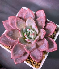 Echeveria White Champagne rare succulent hen and chicks plant seed 50 SEEDS