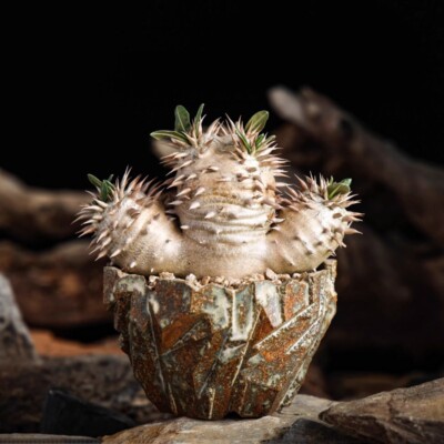 Succulent Cactus Plant Pachypodium Densiflorum Home Garden Beautiful  Plants