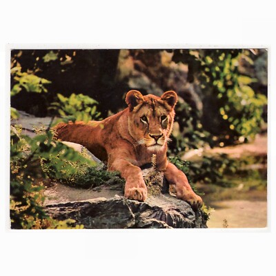 Postcard Lion / A Lioness Resting