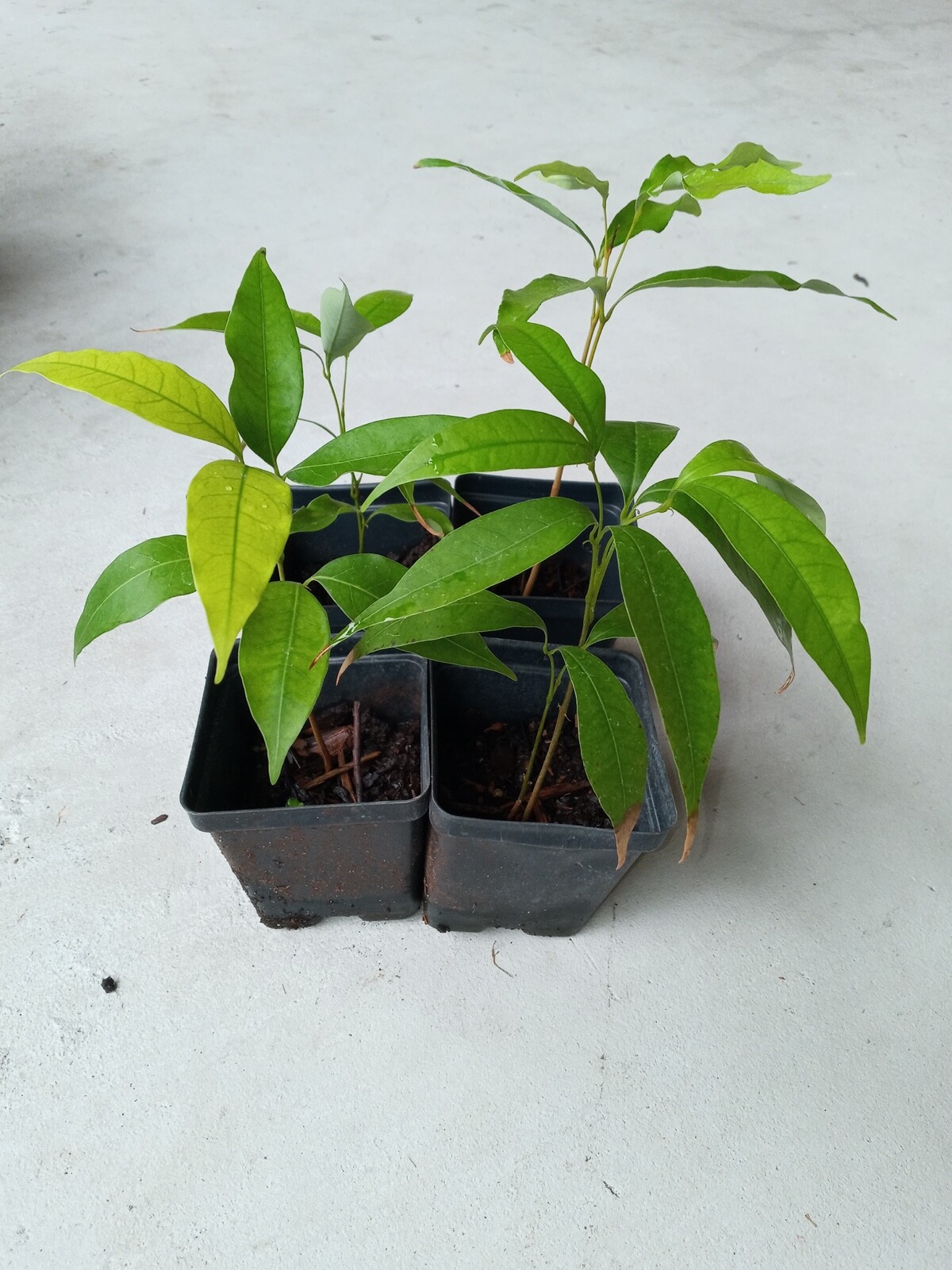 Organic Lychee, sweet Litchi tropical exotic EDIBLE fruits Tree, Cây