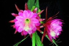 Epiphyllum Unrooted Cuttings 'Waikiki Rainbow'