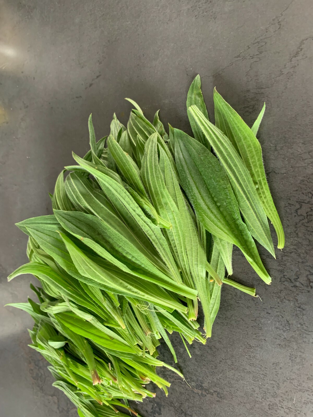 Feuilles de plantain séchées 100g pour vos recettes de cuisine et tisanes maison