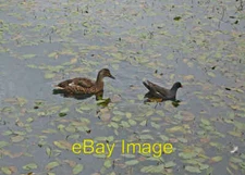 Photo 6x4 Follow the leader Chipping/SD6243 Female Mallard following a M c2005