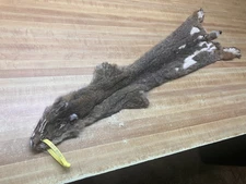 Tanned Bobcat Hide DAMAGED A-12 # OKB0069473