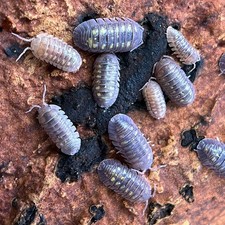 15 juvinile armadillidium granulatum isopods insect rolly poly small