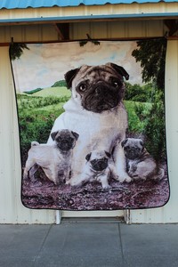 pug with blanket