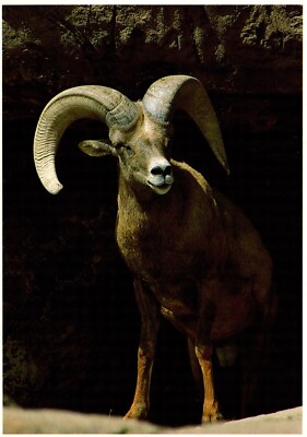 Desert Big Horn Ram Postcard