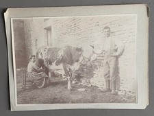 PHOTO AGRICULTURE Elevage bovin laitier TRAITE VACHE Lait Ferme Paysan Agricole