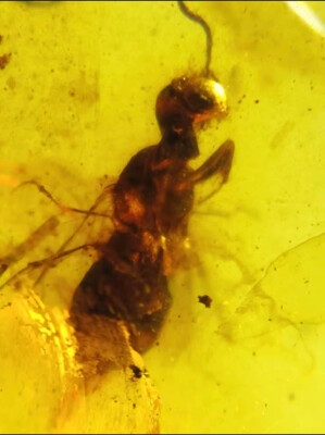 Fossil amber Burmese Cretaceous burmite rare bee insect amber - Main Image