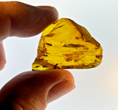 A101 BU1609 12 Fungus Gnats in 5g Burmese amber Burmite ~99 mya