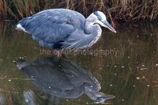 FOUND BIRD SLIDE Photo VINTAGE Found 35mmTransparency ORIGINAL 42 LA 88 R