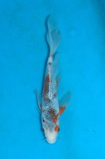 13" Butterfly Asagi A  Koi Carp Direct from the farm 