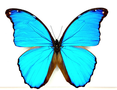 Morpho didius BUTTERFLY  UNMOUNTED WINGS CLOSED