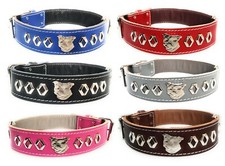 1.5 Inch Wide Staffy Leather Dog Collar with Staffordshire Bull Terrier Badge
