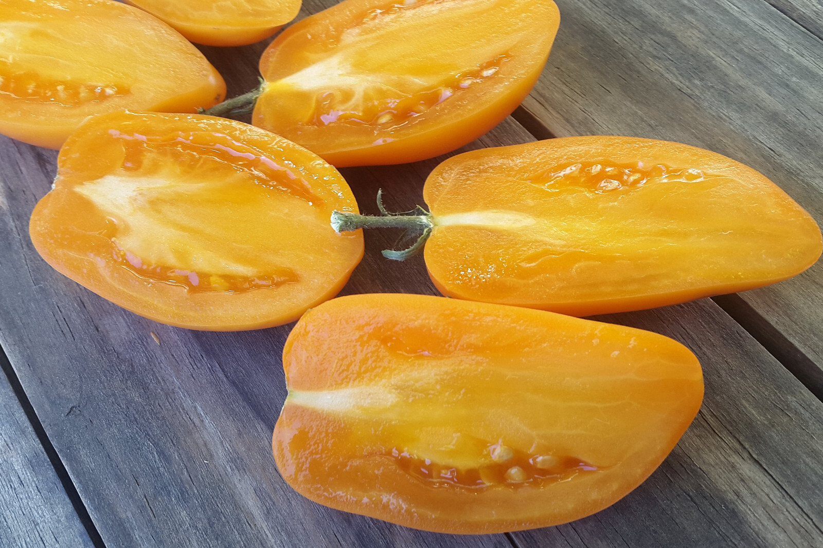 10 Graines De Tomate Wild Fred Dwarf Tomato Project Seeds Méth.bio - Foto 6