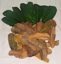 Organic Dried Mango Stalk Removed Leaves Quality Pure Leaf For Tea 100 Leafs
