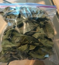 Organic  no pesticides Dried Mango Leaves for tea FLORIDA 100 full gallon