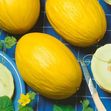 "BEST ON EBAY" 50 ORGANIC CANARY GOLDEN MELON SEEDS FRESH HARVEST IN 2020, BIG