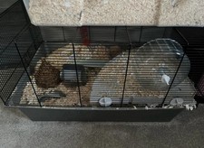Hamster Standard Cage Single Tier Wire Enclosure with Plastic Base (Black)