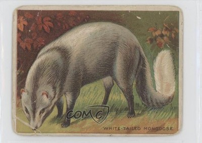 1909-11 Hassan Animals Series Tobacco T29 White-Tailed Mongoose 1t3