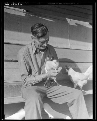 San Fernando Valley California 1936 Chicken Farmer with Egg Laying Hens
