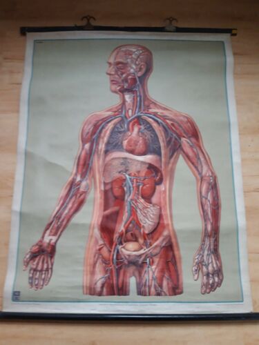 Wandbild Lehrtafel Arterien Venen Herz Blutkreislauf Mensch 112X89 ROLLKARTE ALT - Bild 1 von 11