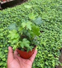English Ivy Live Bare Root Plants In 4  Pot