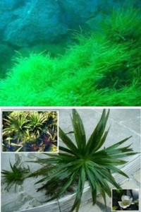 Quellmoos Teichaloe Pflanzen Fur Den Gartenteich Teich Sortiment Teichpflanzen Ebay