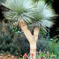 Blue Yucca Rostrata Palm Trees Bare-root Plant About 2ft Tall Overall