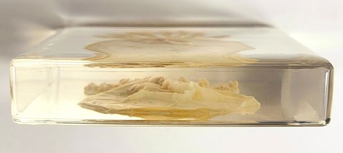 2.9" Real Jellyfish in Clear Lucite Resin Preserved Sea Marine Animal Collection - Picture 14 of 14